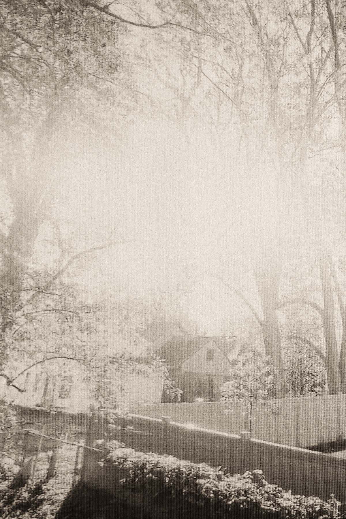 Sunset Through the Trees