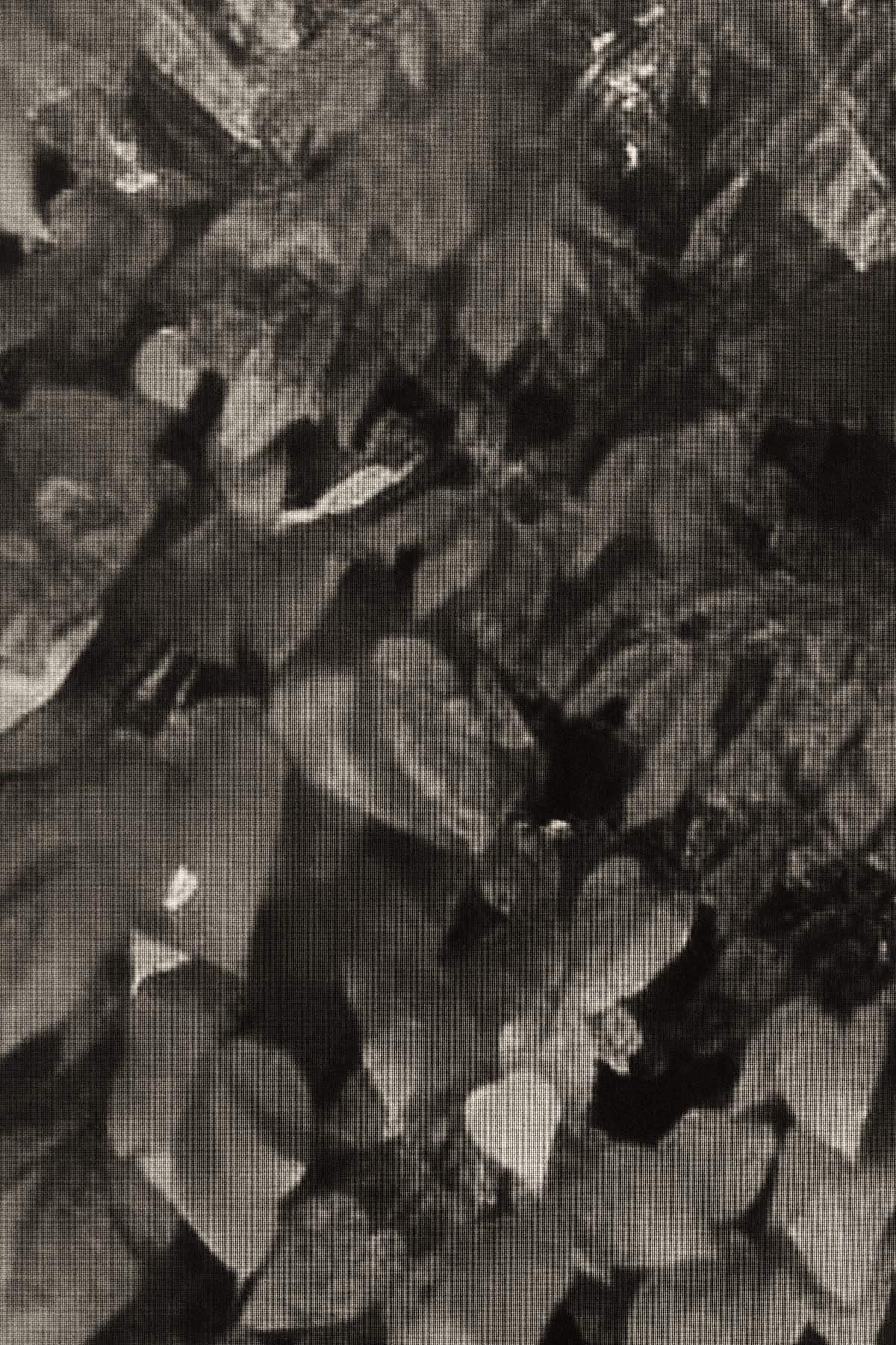 Dark Leaves